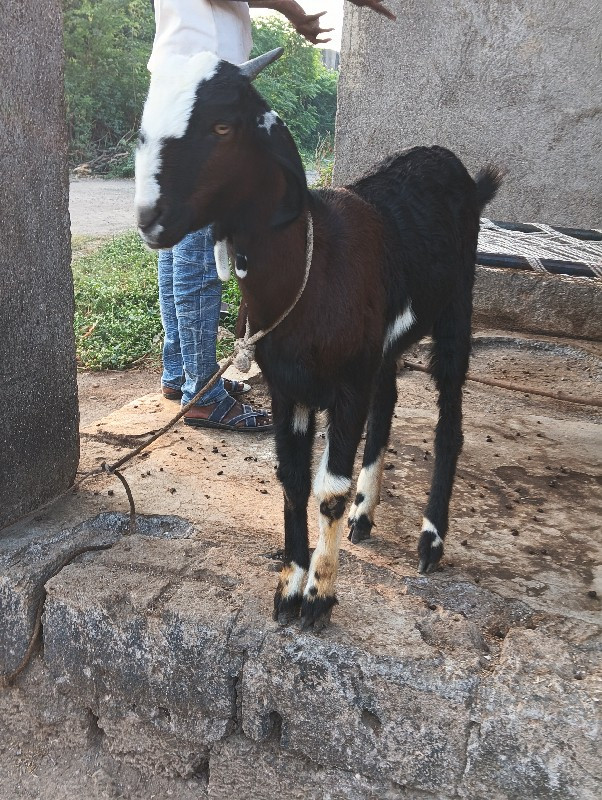 Bakra basavana...