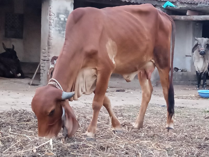 ગીર હોડકી વેચવા...