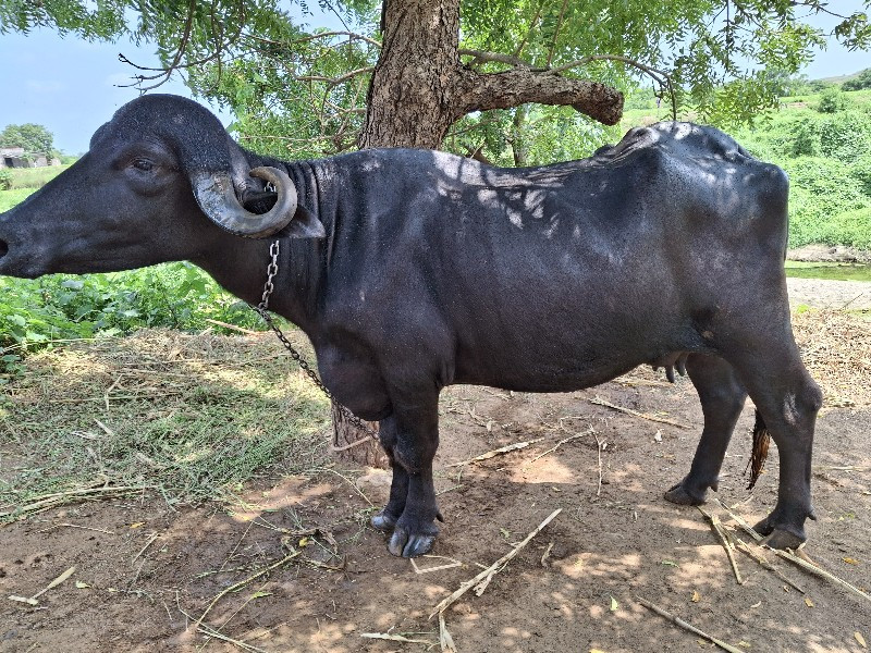 વેસવાનીસે