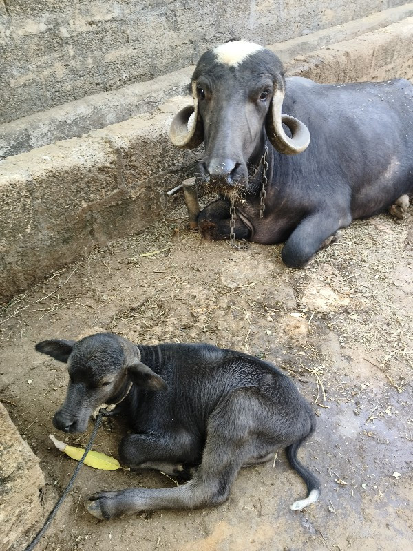 ખડેલી વેસવાની છ...