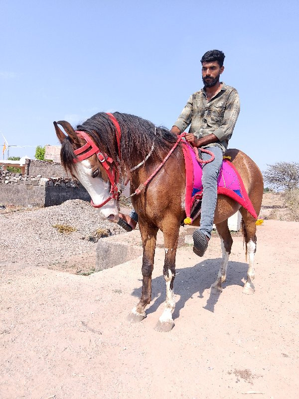 ghodi pechvani...