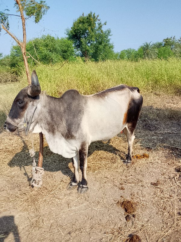 ગાય વેચવાની છે