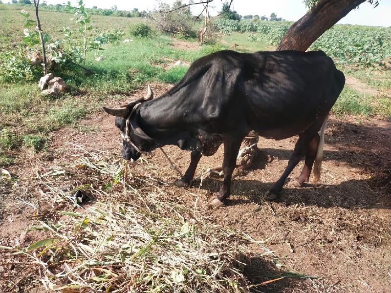 જરસી