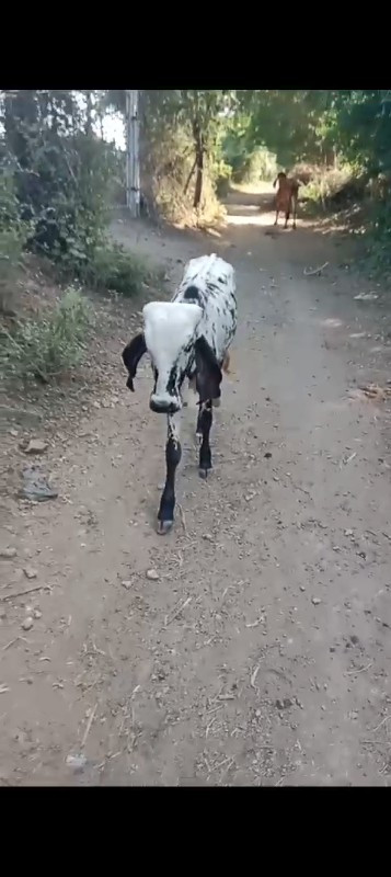 વાસડી