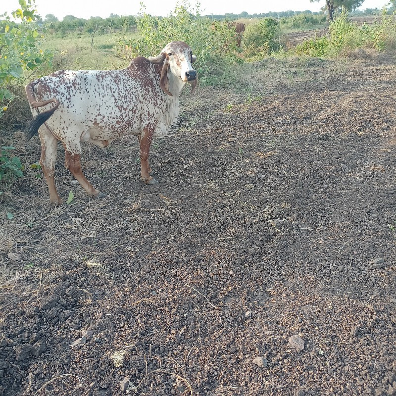 ગાય