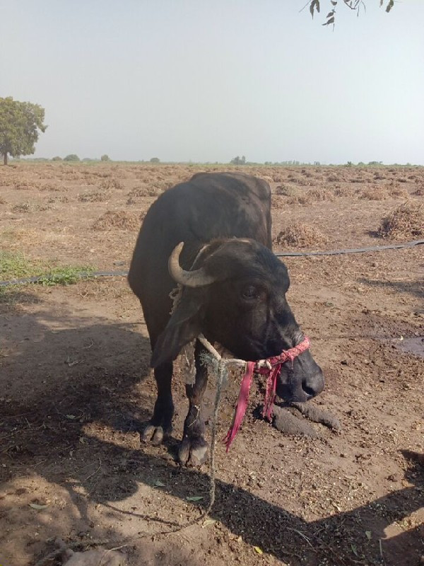 આ ખાદેલુ વેચવાન...