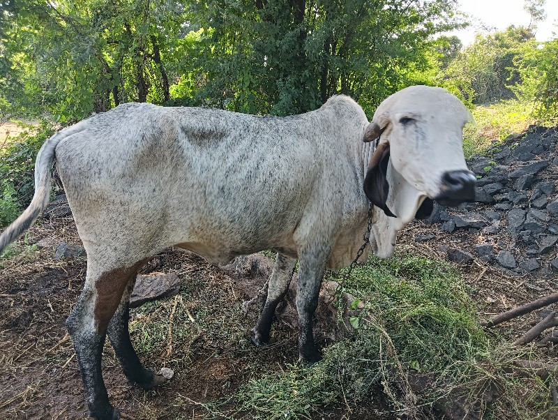 વાછરડી વેચવાની...