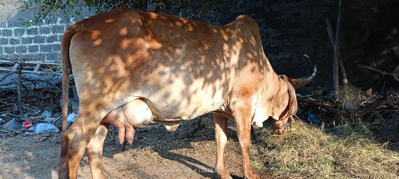 ગાય વેશવા ની સે