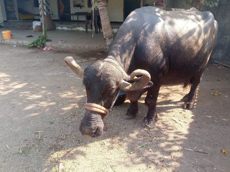 બે ભેસો વેચવાની...