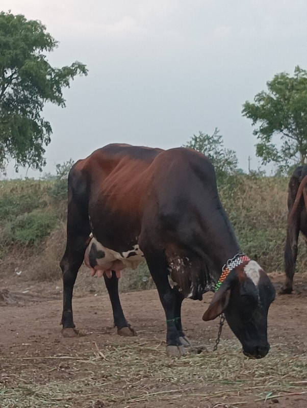 ૨જર્સીગાયુવેચવા...