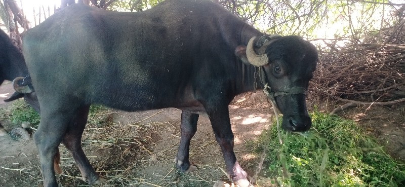 એક ગાયન એક પાડી...