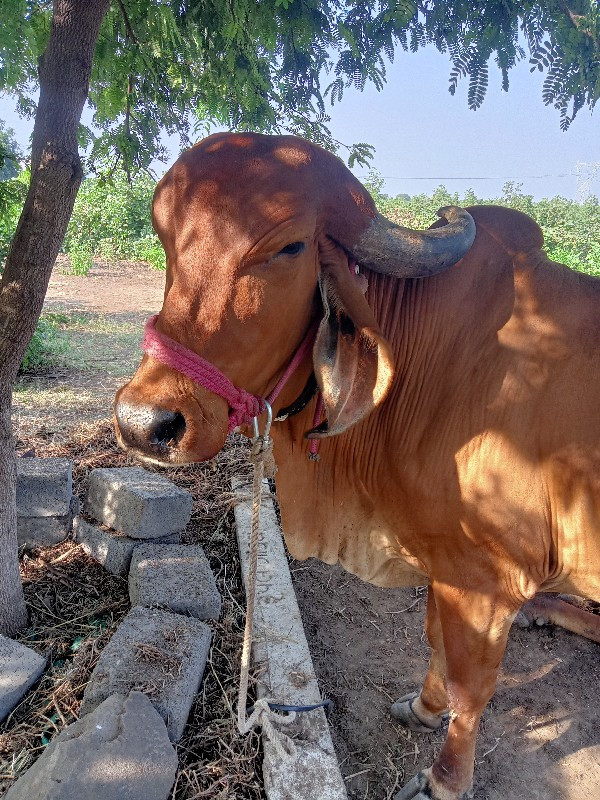 ગાય વેચવાની છે