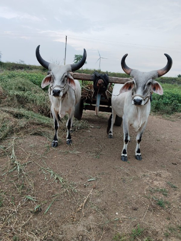 ગોઢલા.ધોરા.વેચવ...