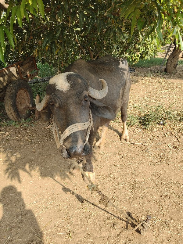 ભેંશ વેશવાનીછે