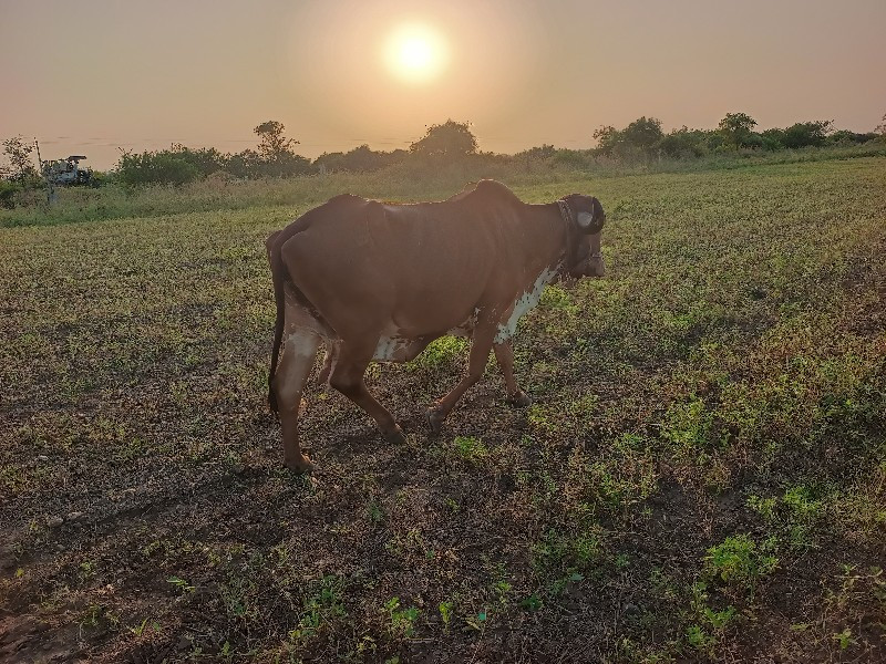 ગાય છે