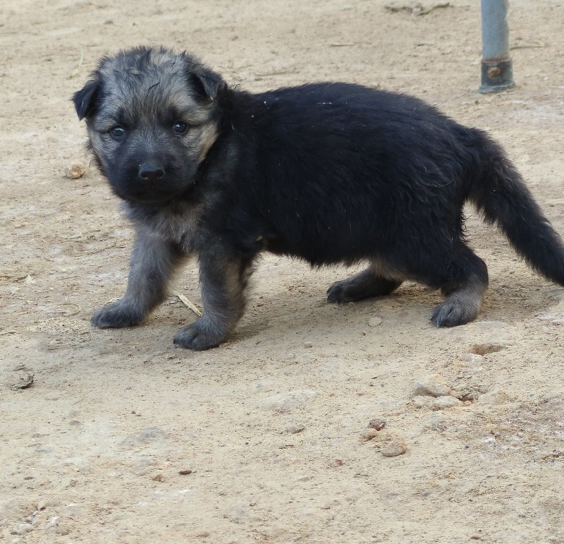 German Shepherd