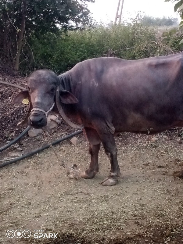 વેચવાનુછે