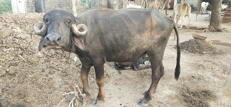 ખડેલુ વેચવાનુ છ...