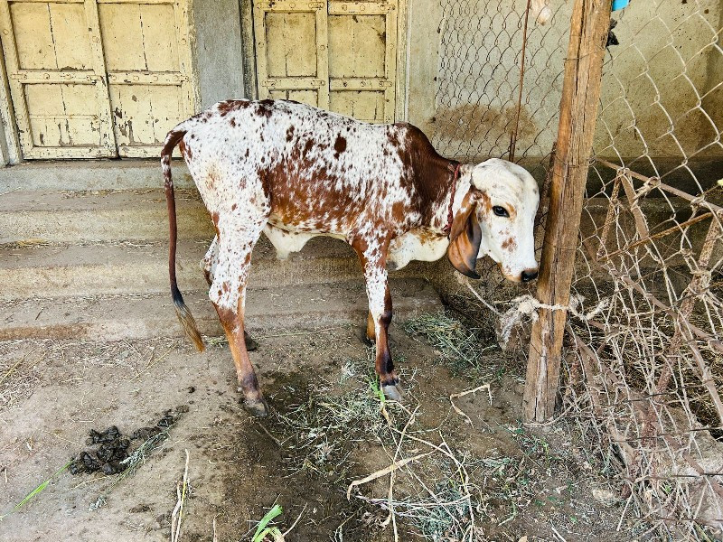 વાછડો વેચવાનો છ...