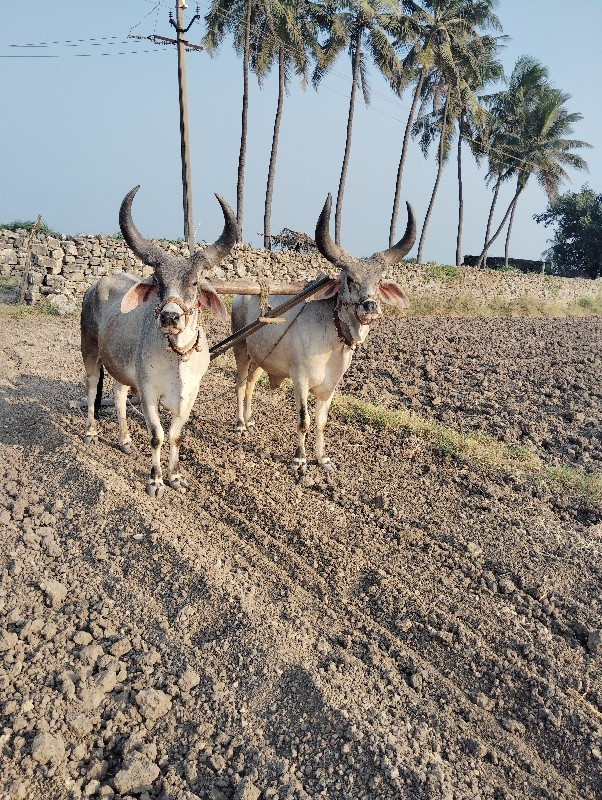 બળધુ વેશવાના છે