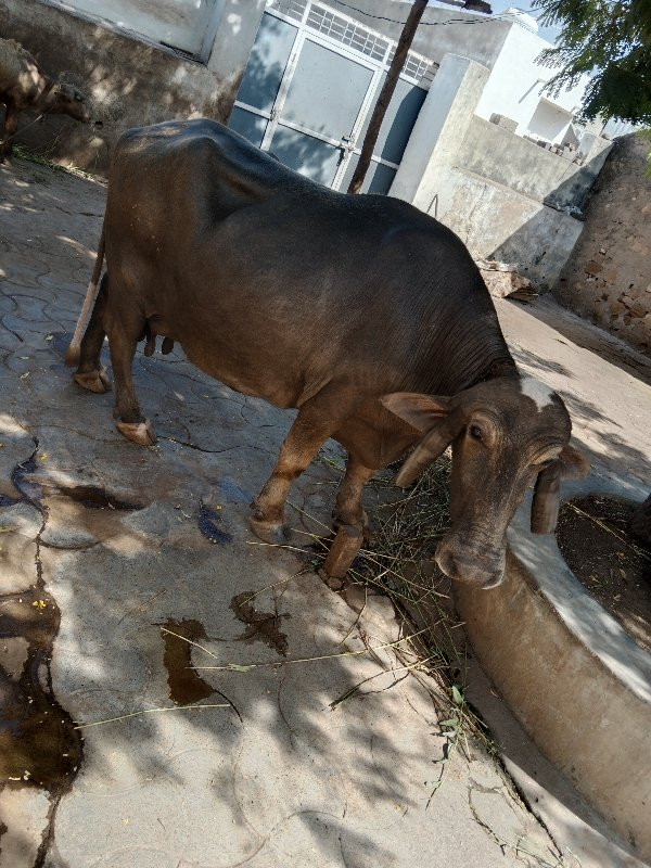 ભુરી ભેંશ વેચવા...