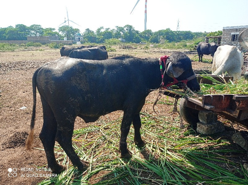 પાડો વેચવાનો છે