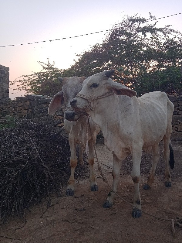 ઘોધલાવેચવાનાછે