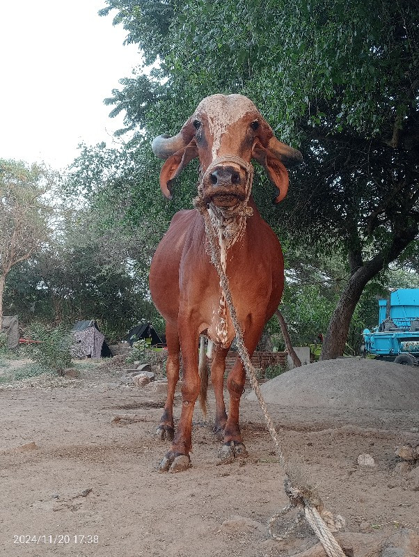 ગિર ગાય વેચવાનિ...