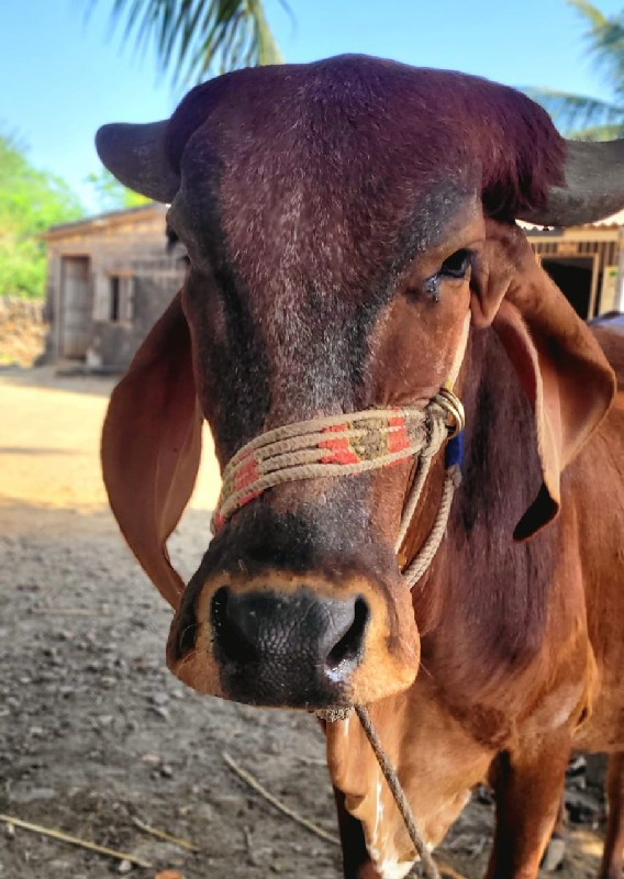 પેલુ વેતર વોડકુ...