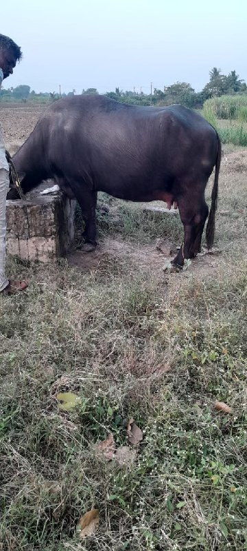 કચ્છી ભેંસ વેચવ...