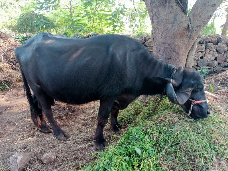 ભેંસ વેચવાની છે