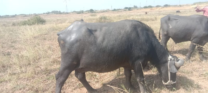 વેચવા ની