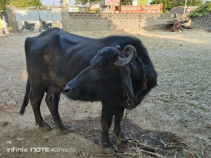 ભેસ વેચવાની છે