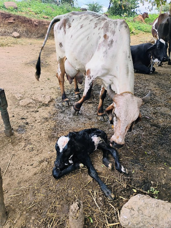 દેસી ગાય વેચવાન...