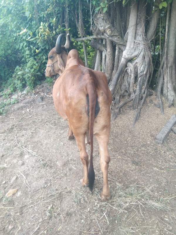 ગાય વેશવાનિ છે