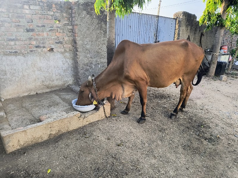 લાલ ગાય વેચવાની...