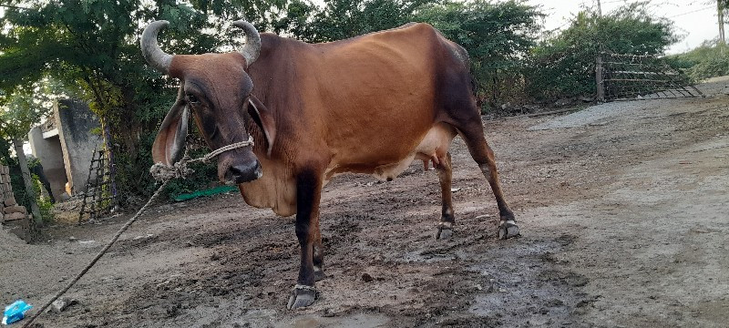 ગાય વેચવાનીછે વ...