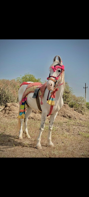 બાલ ભમરી ની શોખ...