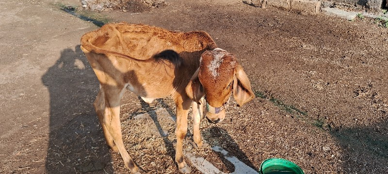 ગીર ગાય વેચવા ન...