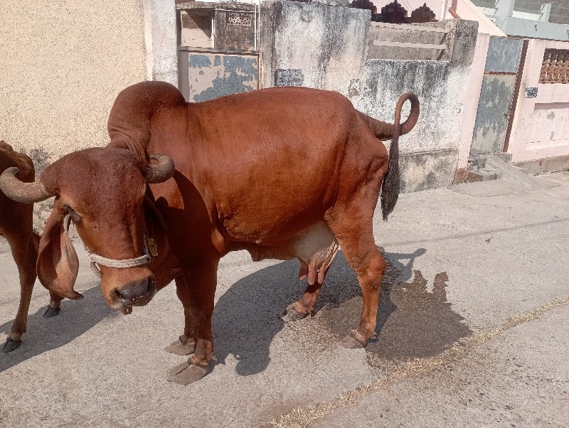 ગાય વેચવાની છે