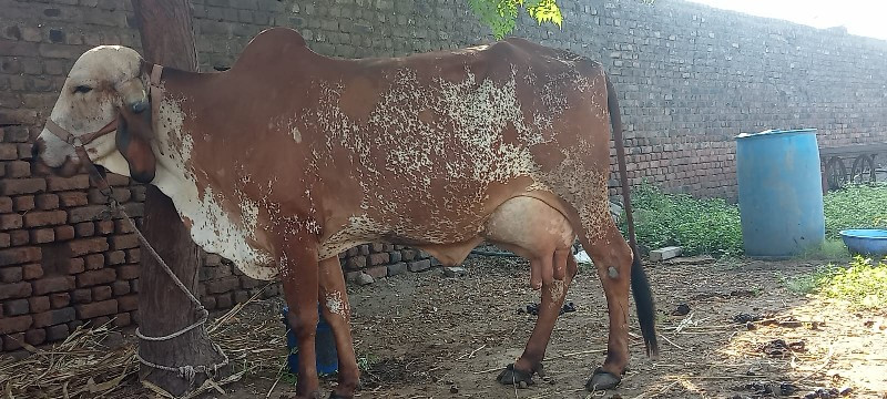 ગીર ગાય વેચવાની