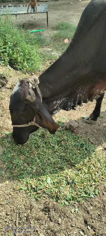 જશી ઓડકી વેચવાન...