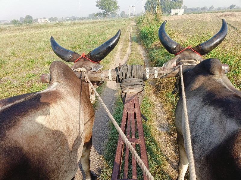 ગોંડલ જીલ્લો તા...