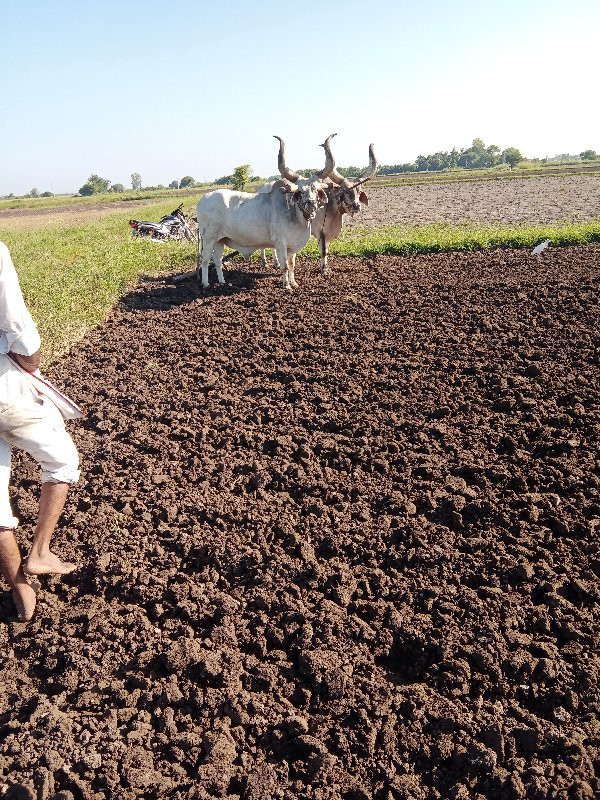 બડદવેશવાનાછે