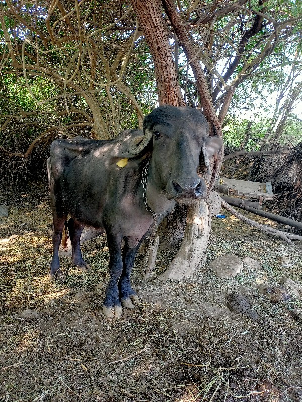 ખડેલુ વેચવાનું...