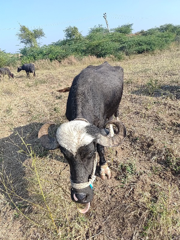 ખડેલુ વેચાવાનુ...