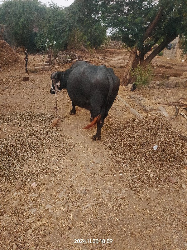 ભેંસ વેચવાની છે