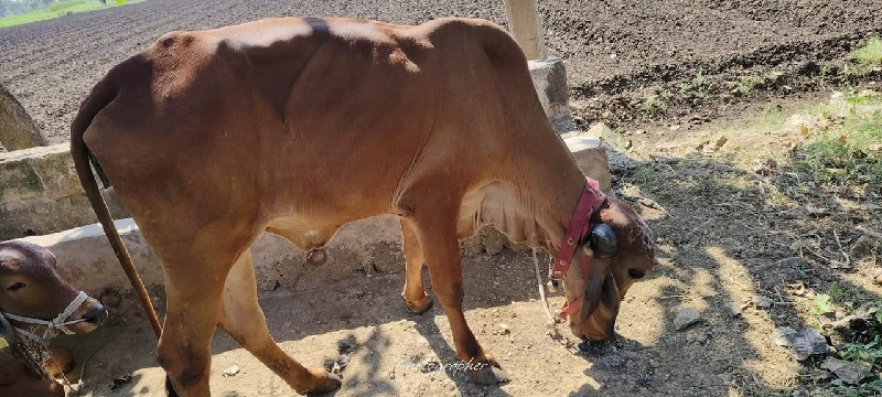 ગીર હોડકી વેચવા...