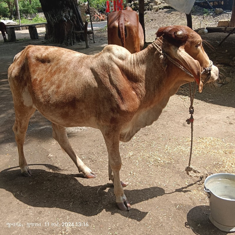 સોનકપિલા વાછડી...