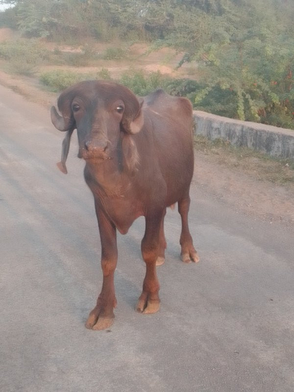 જેમલસીભાઇ